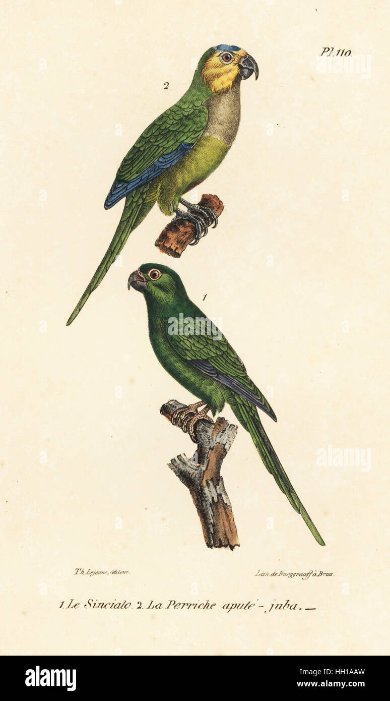 Marrone-throated parrocchetto, pertinax Eupsittula e long-tailed pappagallo verde di Sincialo, Dominica, Psittacus rufirostris. Handcolored litografia dal Th. Lejeune di opere complete di Buffon, Oeuvres completa de Buffon, Bruxelles, 1837. Foto Stock