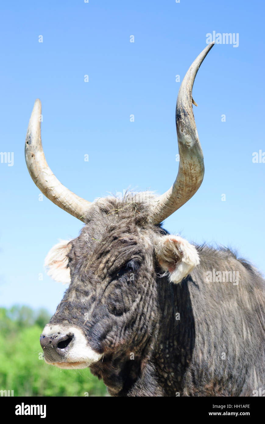 Haag: steppa bovini (Bos primigenius taurus), Mostviertel, Niederösterreich, Austria Inferiore, Austria Foto Stock