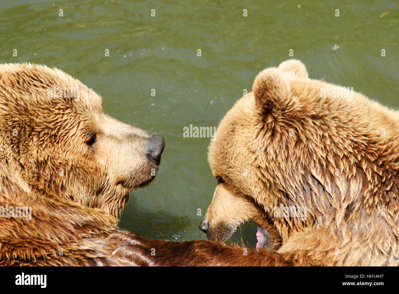 Haag: l'orso bruno (Ursus arctos) nel parco animale, Mostviertel, Niederösterreich, Austria Inferiore, Austria Foto Stock