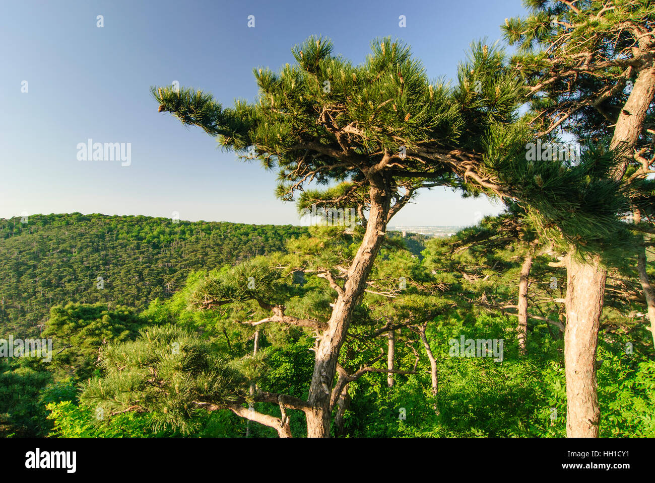 Mödling: Nero pini (Pinus nigra) nella riserva naturale delle montagne di pino, Wienerwald, Vienna Woods, Niederösterreich, Austria Inferiore, Austria Foto Stock