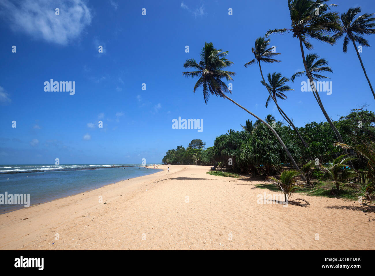 Lunghe spiagge di sabbia con palme, Beruwela, provincia occidentale, Sri Lanka Foto Stock