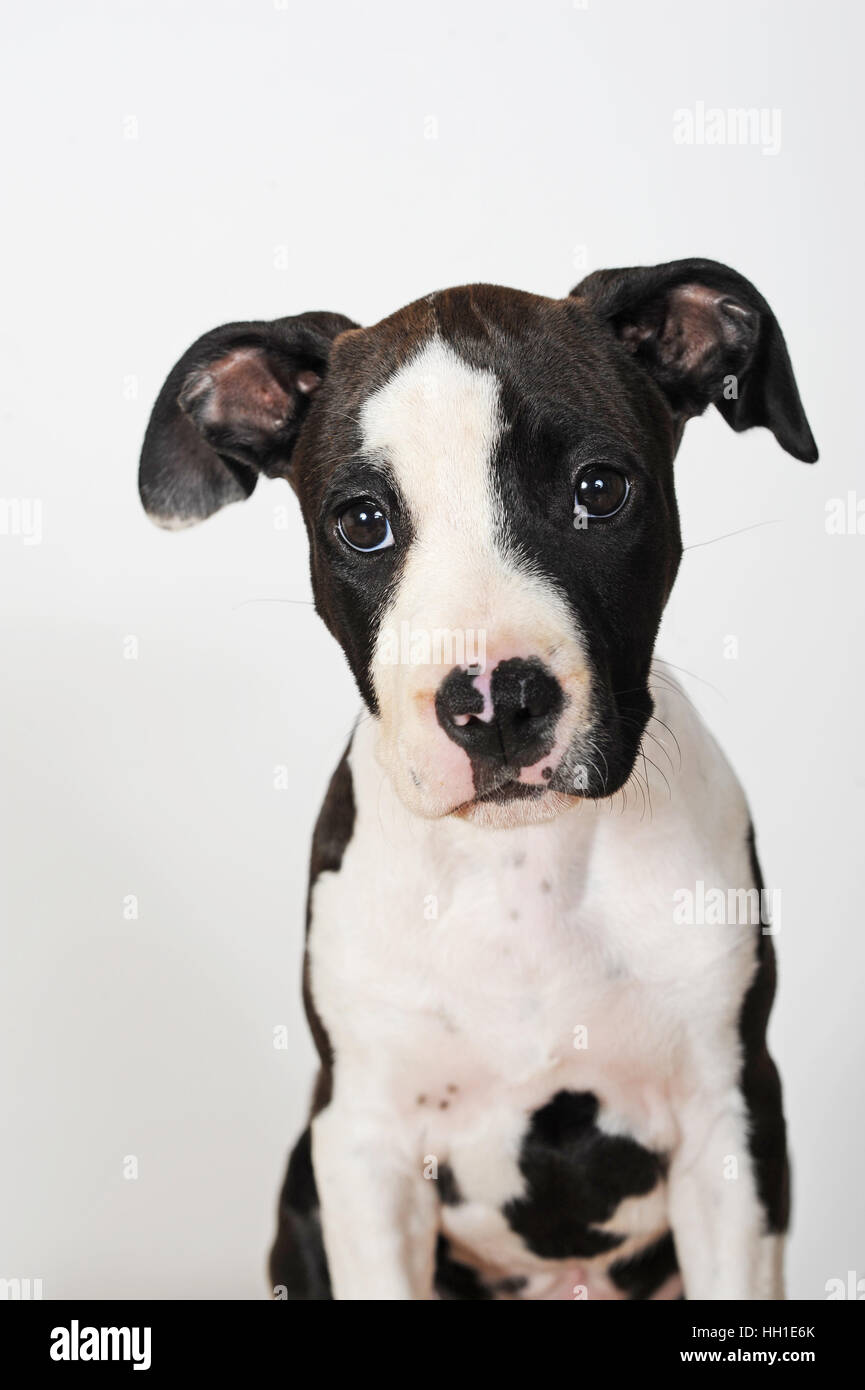 American Staffordshire Terrier, cucciolo, femmina, 8 settimane, in bianco e  nero Foto stock - Alamy