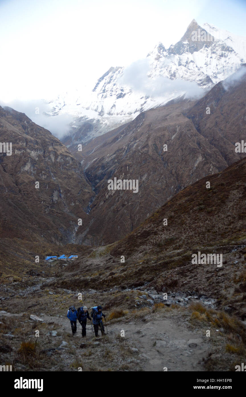 Tre escursionisti lasciando Machhapuchhre Base Camp (MBC) per Annapurna Base Camp nel Santuario di Annapurna Himalaya,, Nepal, Asia. Foto Stock