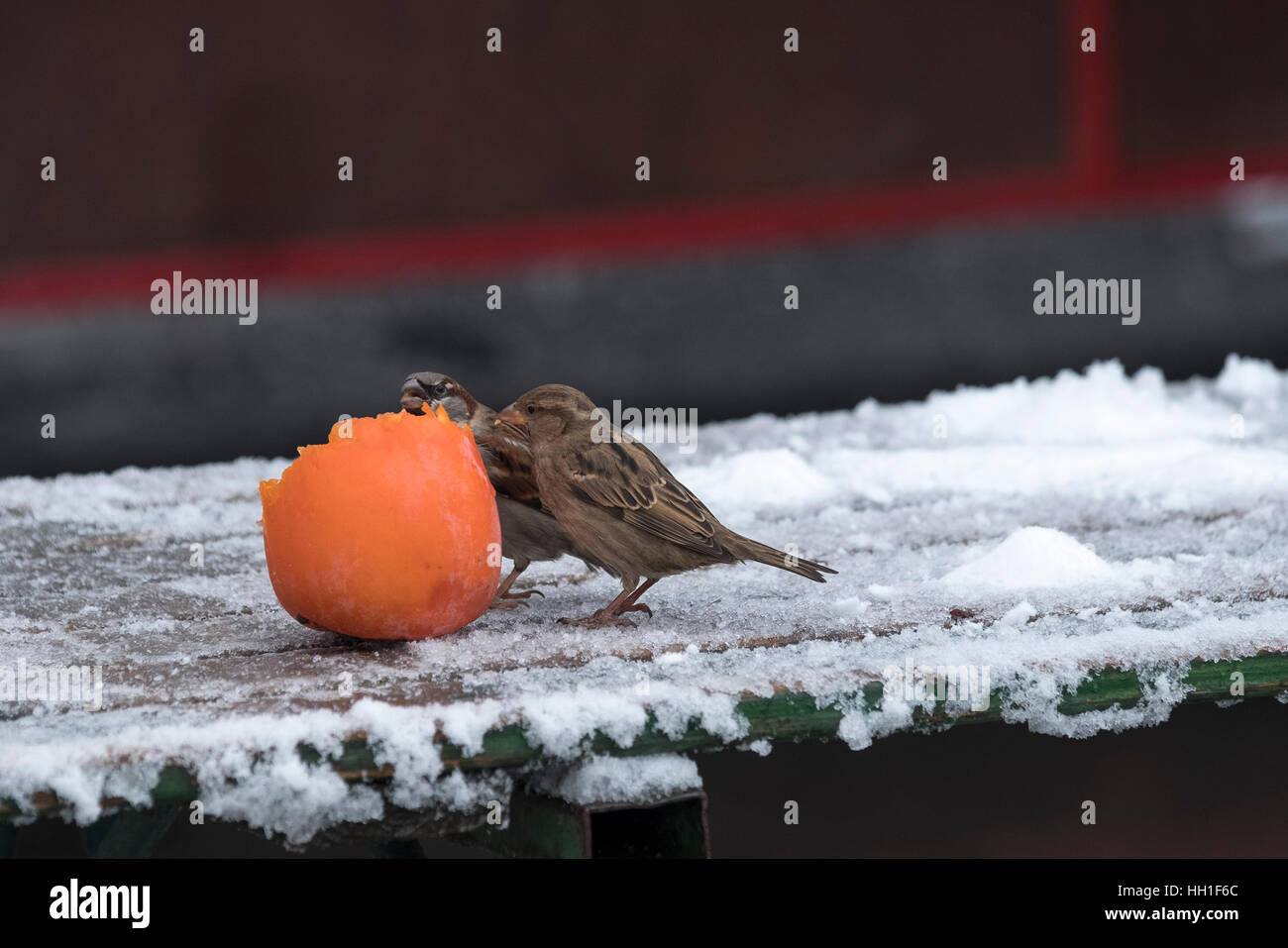 Due passeri mangiare un persimmon su una panchina coperta di neve Foto Stock