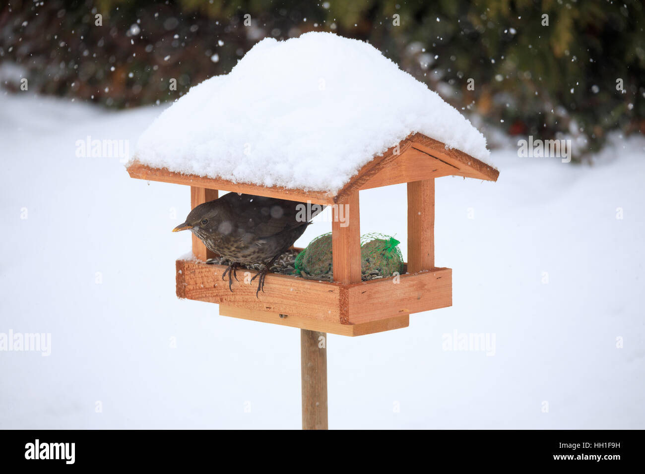 Femmina di merlo comune (Turdus merula) alimentazione in modo semplice in casa legno Bird Feeder, birdhouse installato su giardino d inverno in giornata nevosa Foto Stock