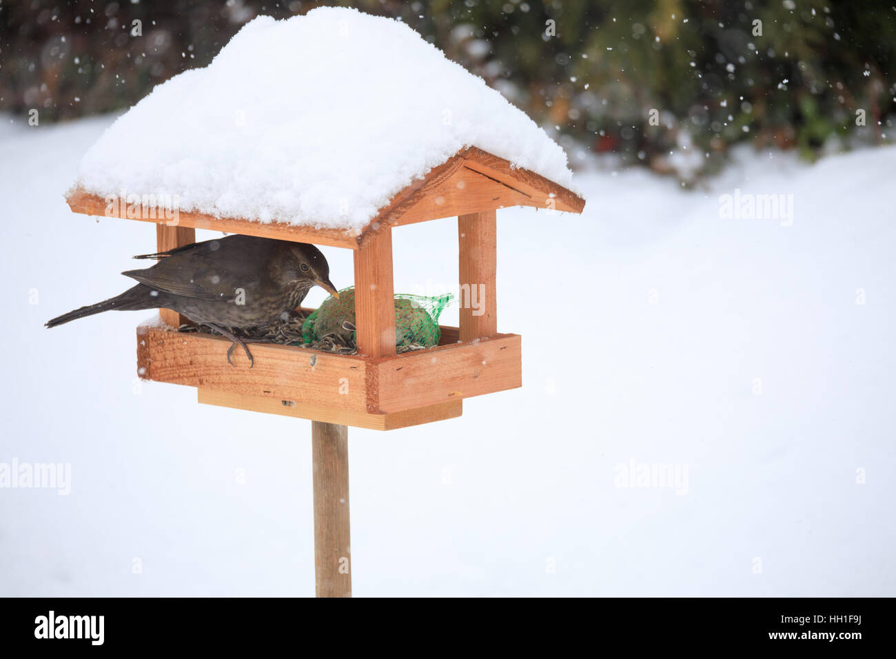 Femmina di merlo comune (Turdus merula) alimentazione in modo semplice in casa legno Bird Feeder, birdhouse installato su giardino d inverno in giornata nevosa Foto Stock