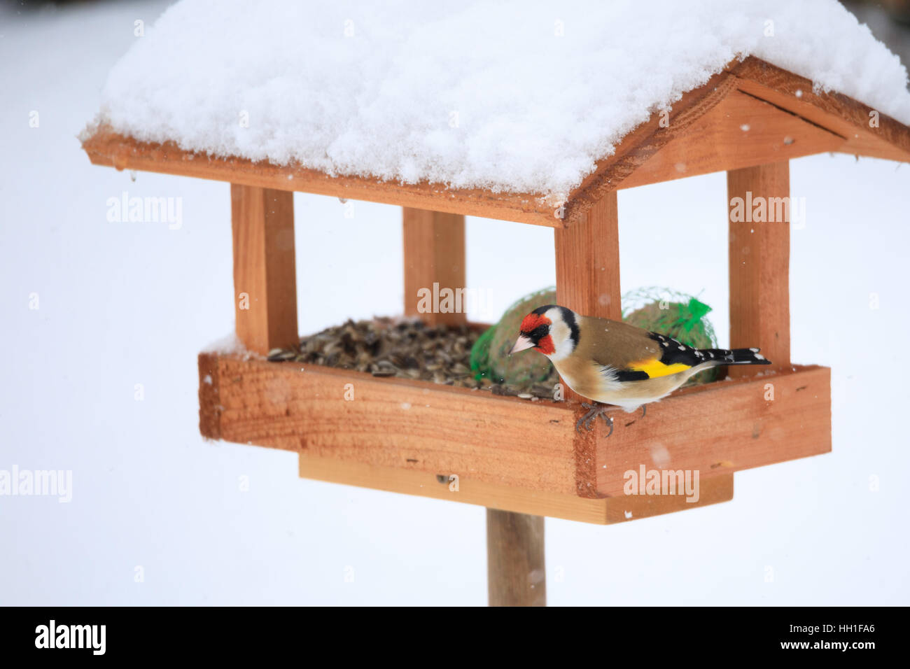 Cardellino europeo o cardellino (Carduelis carduelis) alimentazione in modo semplice in casa legno Bird Feeder, birdhouse installato su giardino d inverno in giornata nevosa Foto Stock