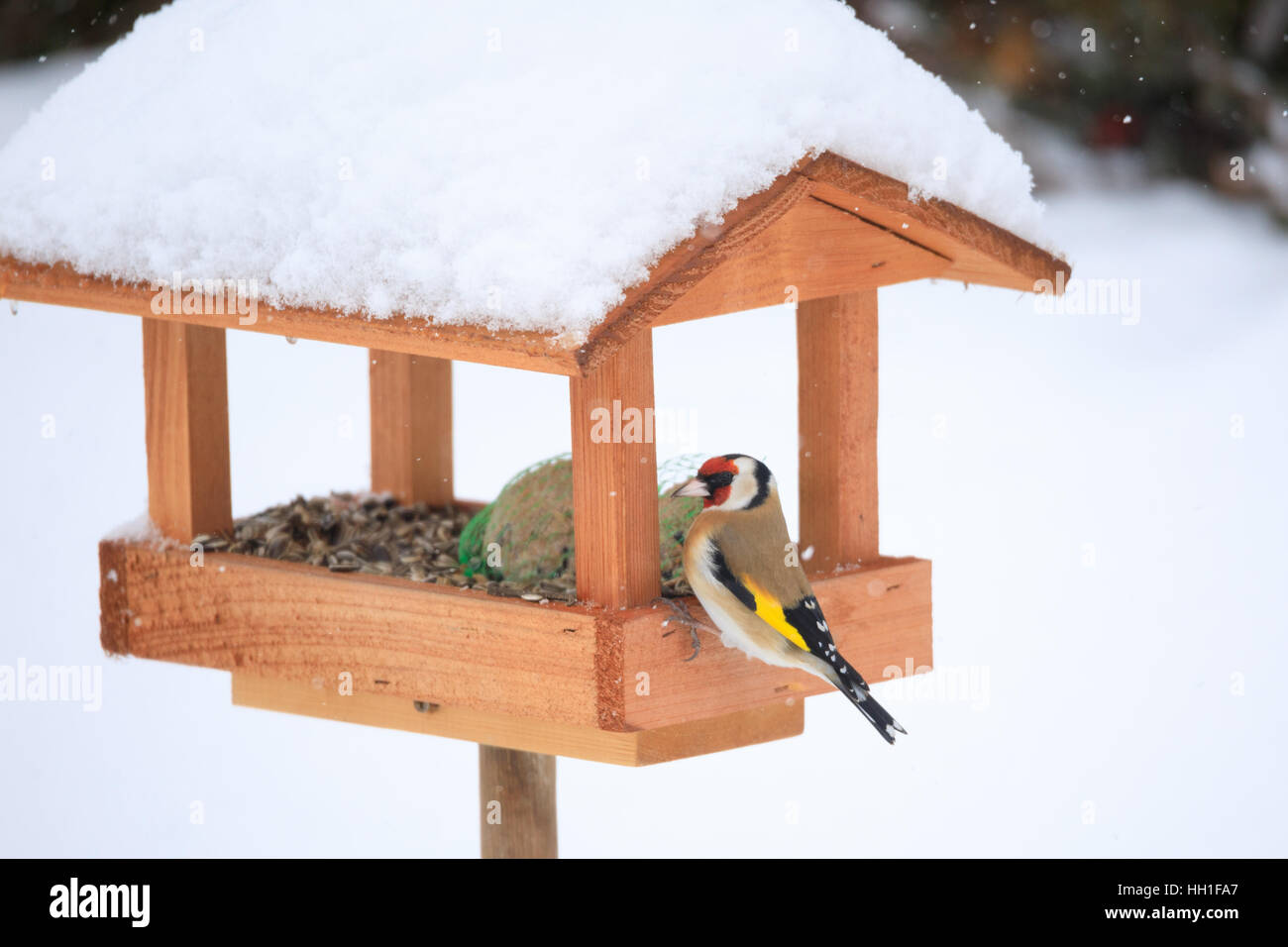 Cardellino europeo o cardellino (Carduelis carduelis) alimentazione in modo semplice in casa legno Bird Feeder, birdhouse installato su giardino d inverno in giornata nevosa Foto Stock