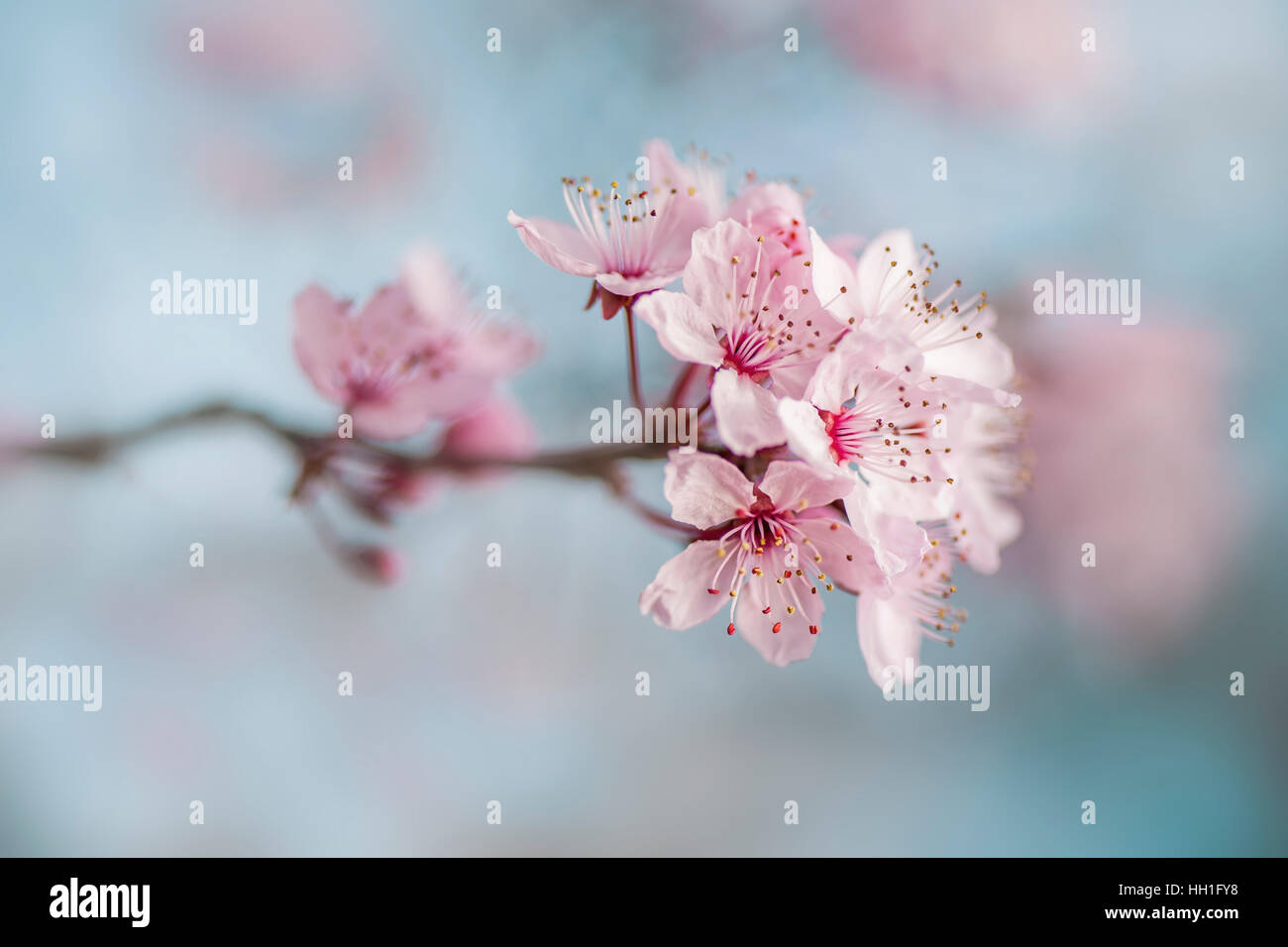 La bella rosa primavera sbocciano i fiori dell'amarena Susino conosciuto anche come Prunus Cerasifera Nigra, presa contro un cielo blu e il sottofondo Foto Stock