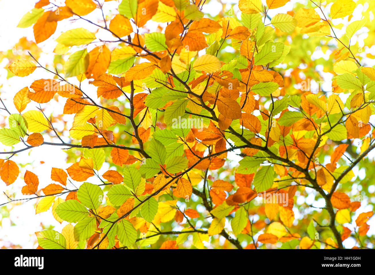 Colori vibranti autunno/caduta faggio comune foglie - Fagus sylvatica Foto Stock