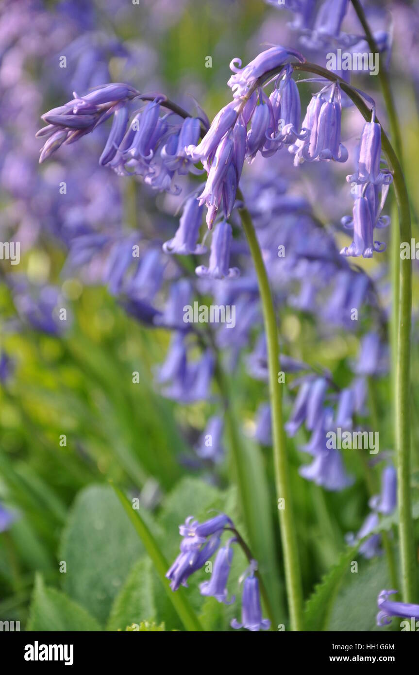 Nativo Bluebells britannico Foto Stock