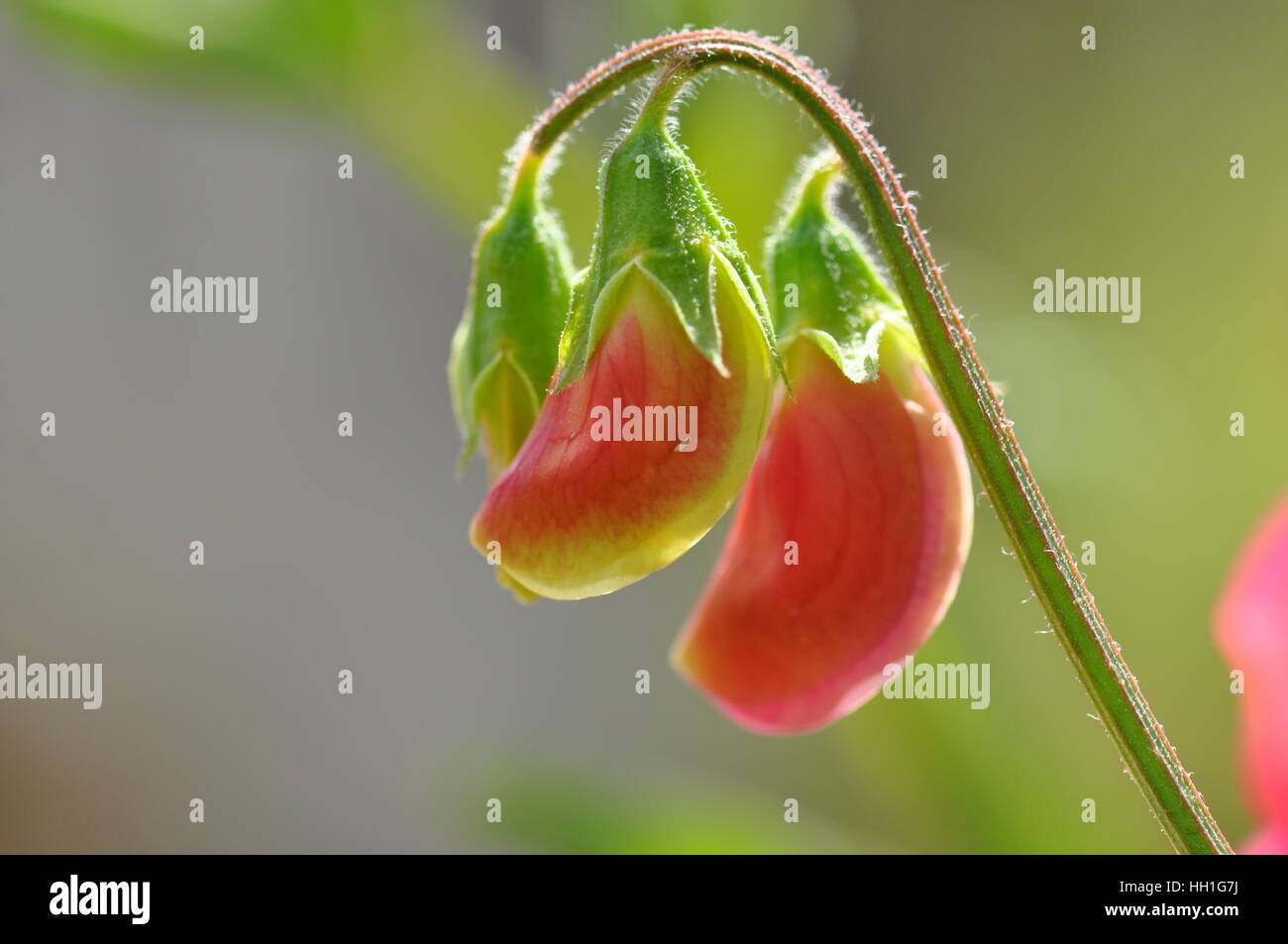 Pisello dolce fiori in bud Foto Stock