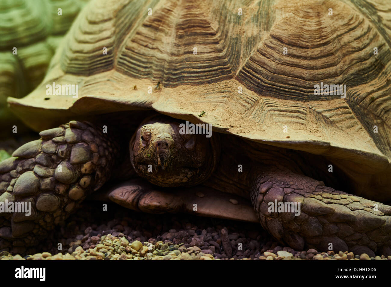 Tartaruga, ZOO, Wrocław, Polonia Foto Stock
