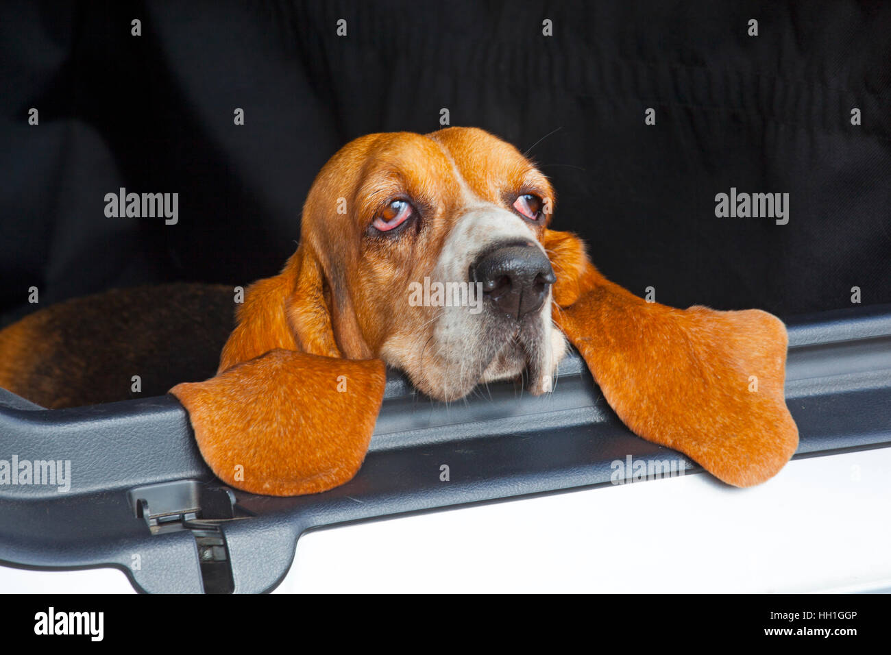 Ritratto di Basset Hound in ambiente domestico Foto Stock