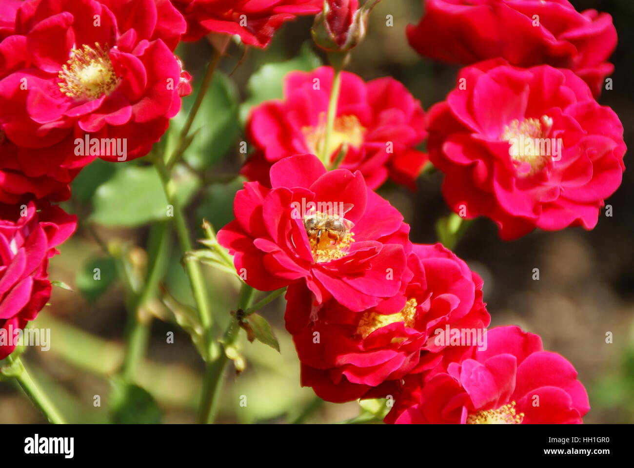 Un'ape in una rosa rossa. Foto Stock