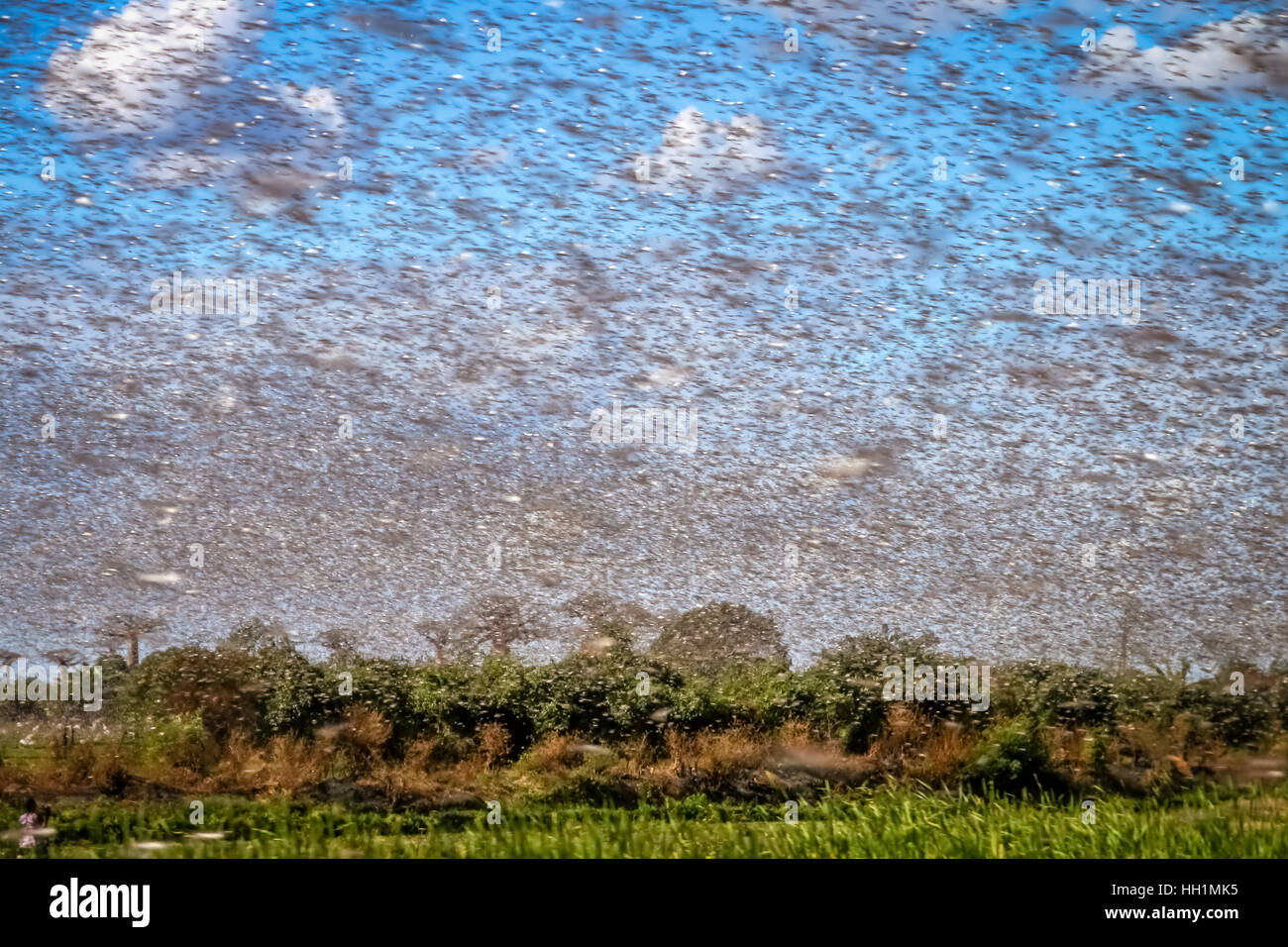 Un enorme sciame di fame locusta in volo vicino a Morondava in Madagascar Foto Stock