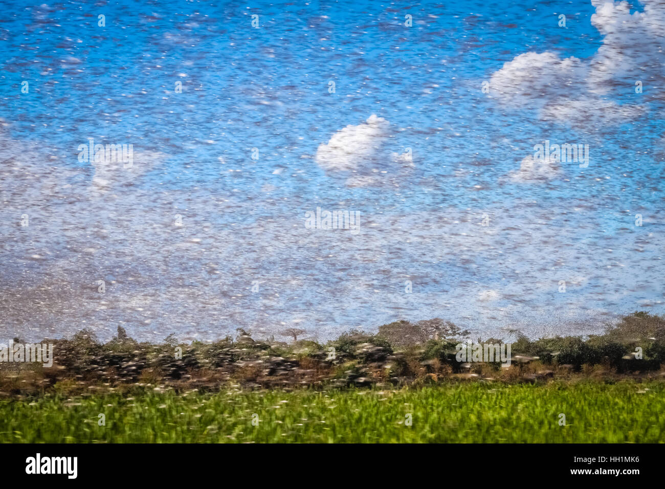 Un enorme sciame di fame locusta in volo vicino a Morondava in Madagascar Foto Stock