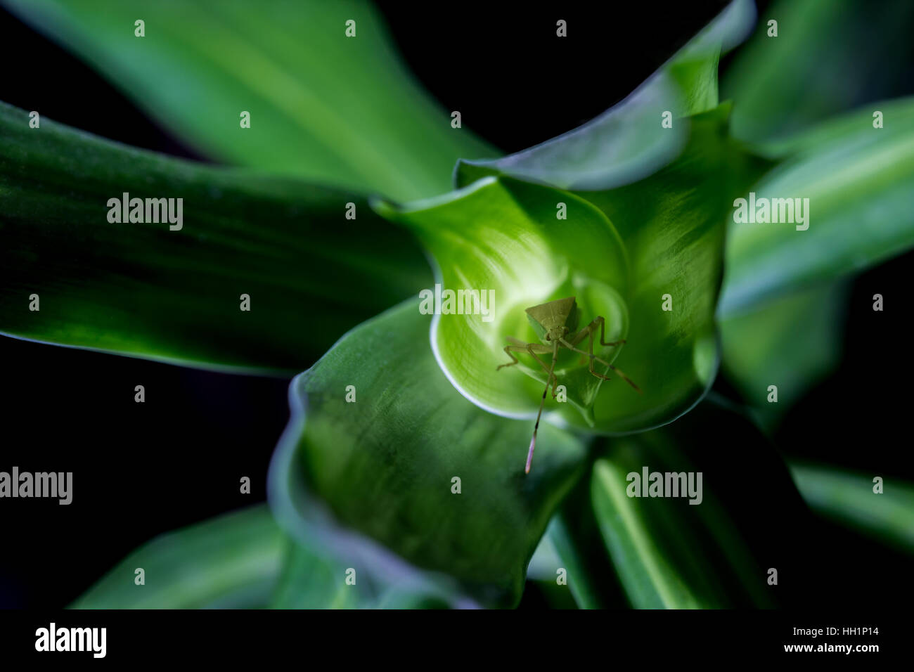 Piccolo bug è utilizzando il naturale foglia verde come un rifugio Foto Stock