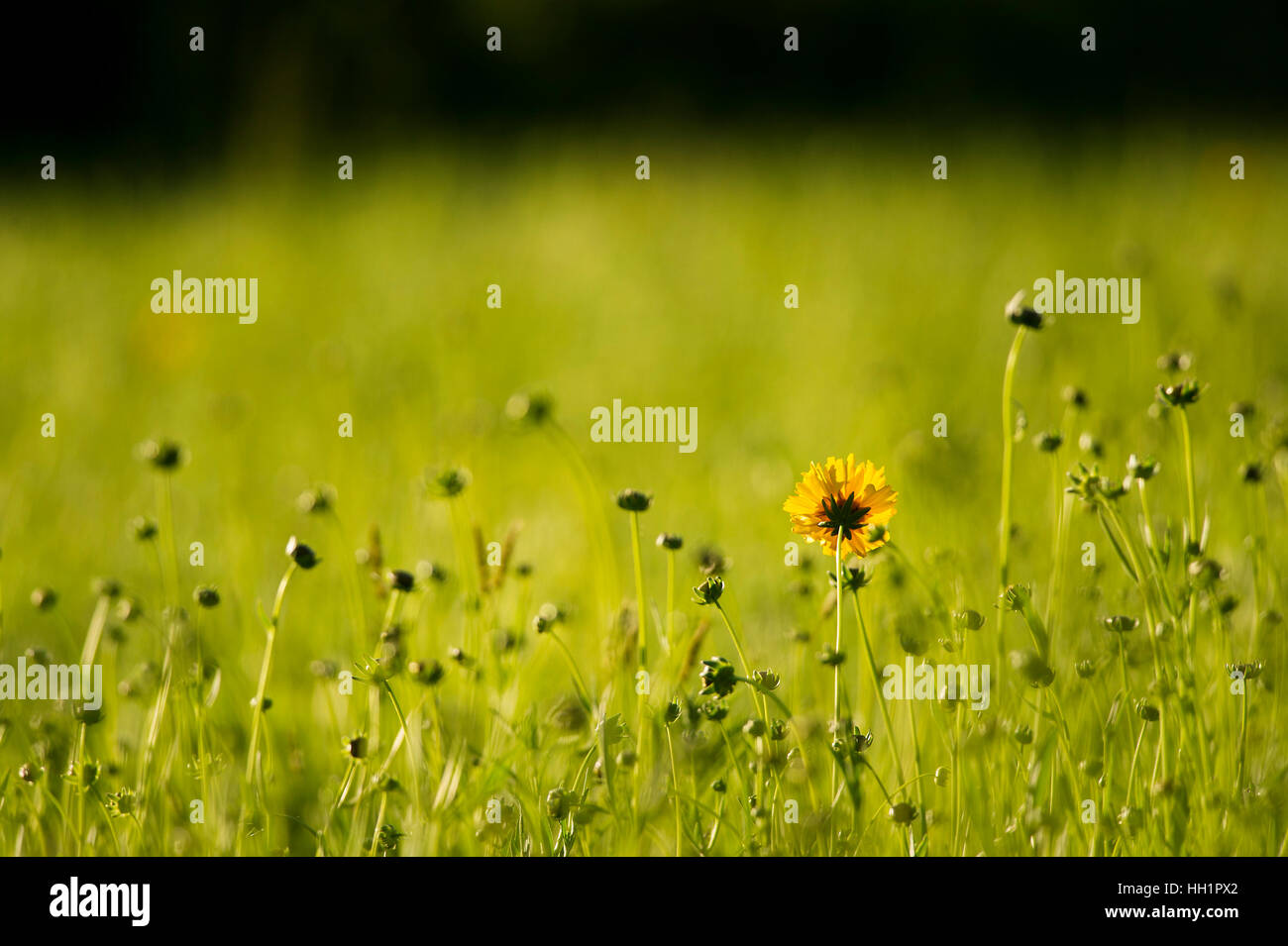 Un unico fiore giallo si staglia contro un campo di verde. Foto Stock