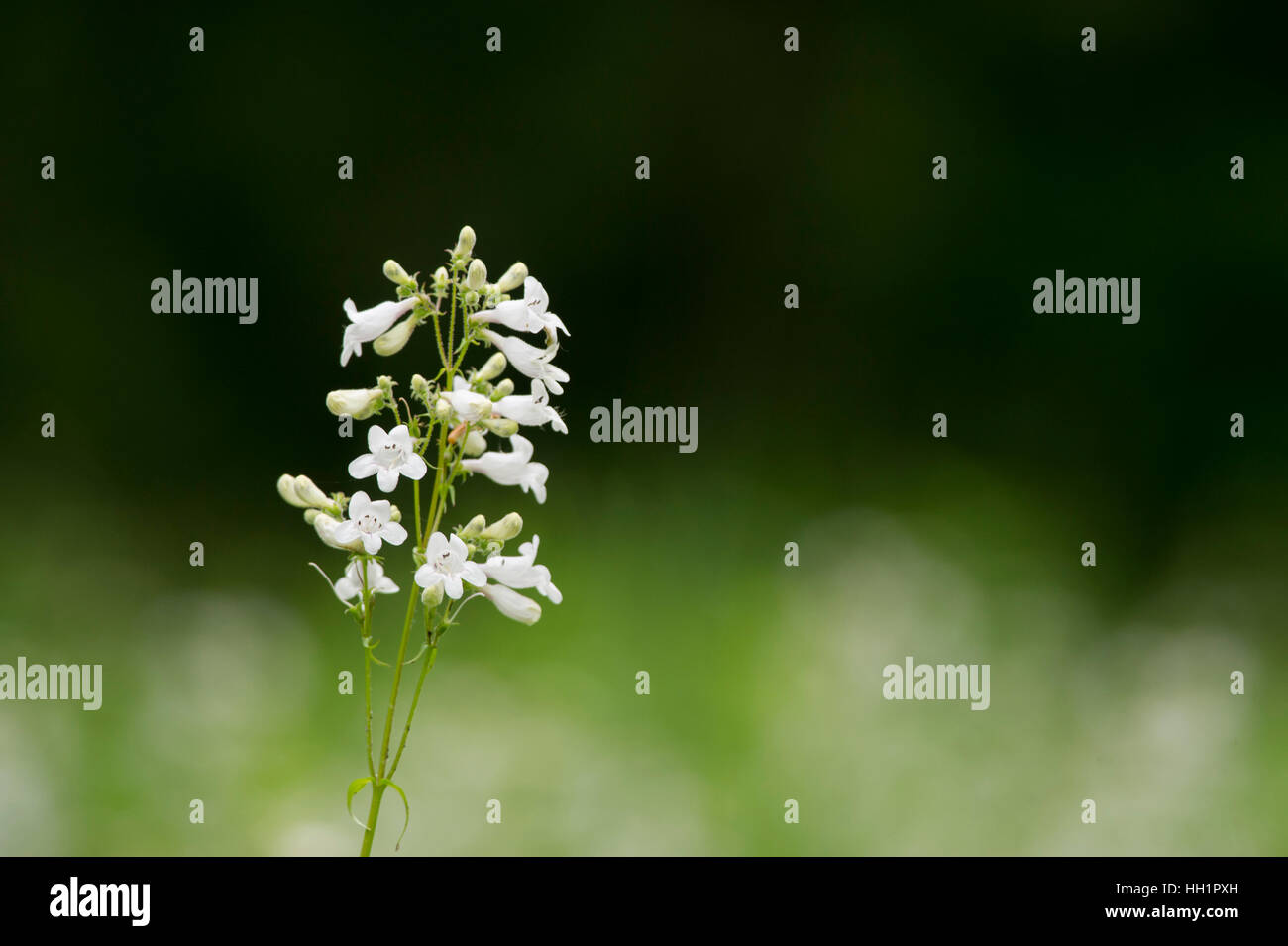 Un fiore bianco si staglia contro uno sfondo verde scuro. Foto Stock