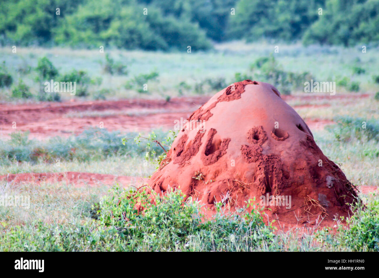 Red Termite Mound in Tsavo East Park in Kenya Foto Stock