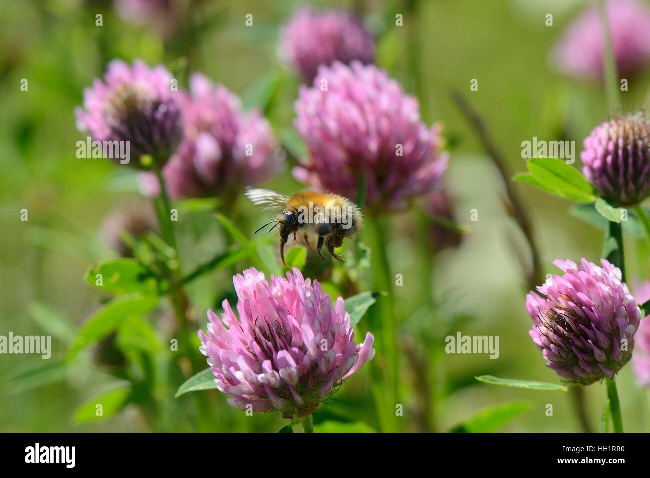 Carda comune bumblebee (Bombus pascuorum) battenti di trifoglio rosso (Trifolium pratense) Fiori per alimentare, Bristol, Regno Unito Foto Stock