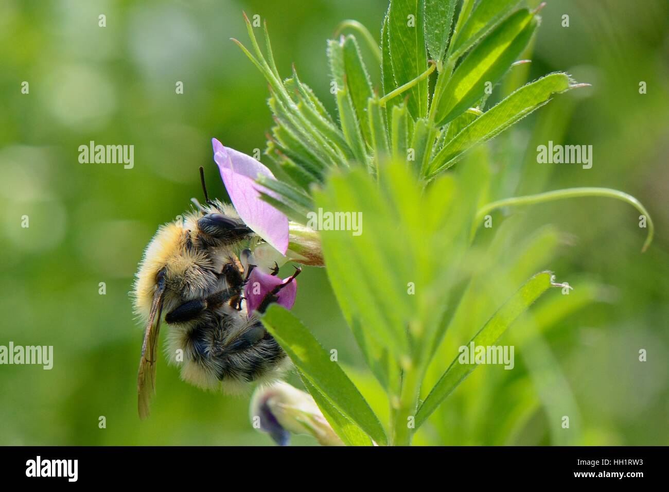 Moss carda / Grandi carda bumblebee (Bombus muscorum) nectaring sui comuni di veccia (Vicia sativum), Dungeness, Kent, Regno Unito, maggio. Foto Stock