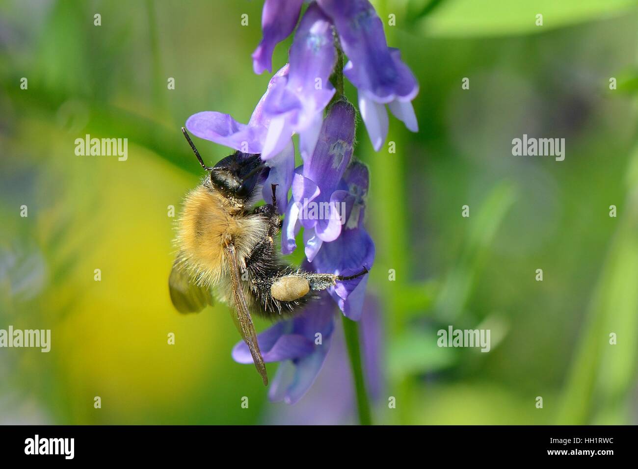 Carda comune bumblebee (Bombus pascuorum) nectaring su Tufted veccia (Vicia cracca) fiori, Bristol, Regno Unito Foto Stock