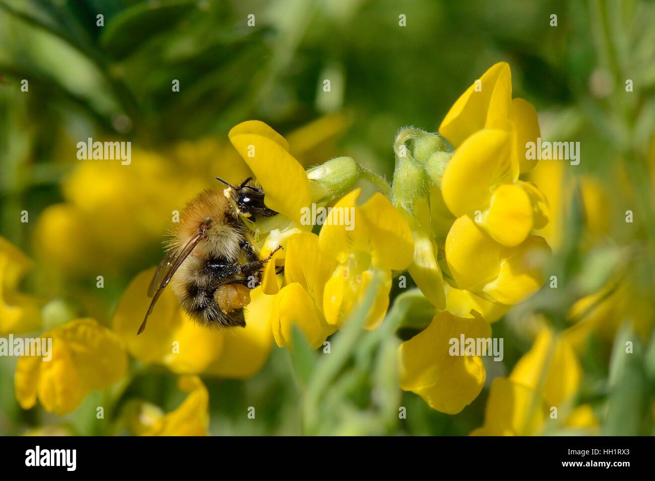 Carda comune bumblebee (Bombus pascuorum) nectaring su Birdsfoot trefoil (Lotus corniculatus) fiori, Bristol, Regno Unito Foto Stock
