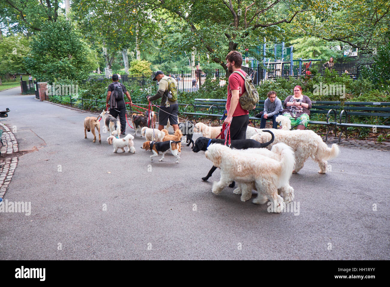 Tre uomini al lavoro come dog walkers a Central Park, mentre la gente sedersi e guardare a loro Foto Stock