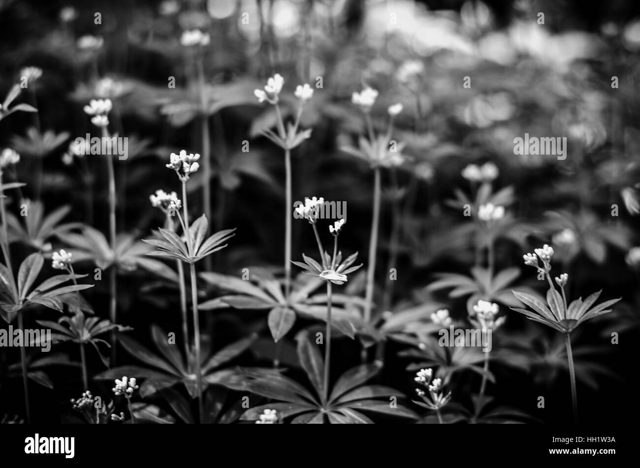 Piccolo a molla bianco fiori di bosco con foglie di colore verde Foto Stock