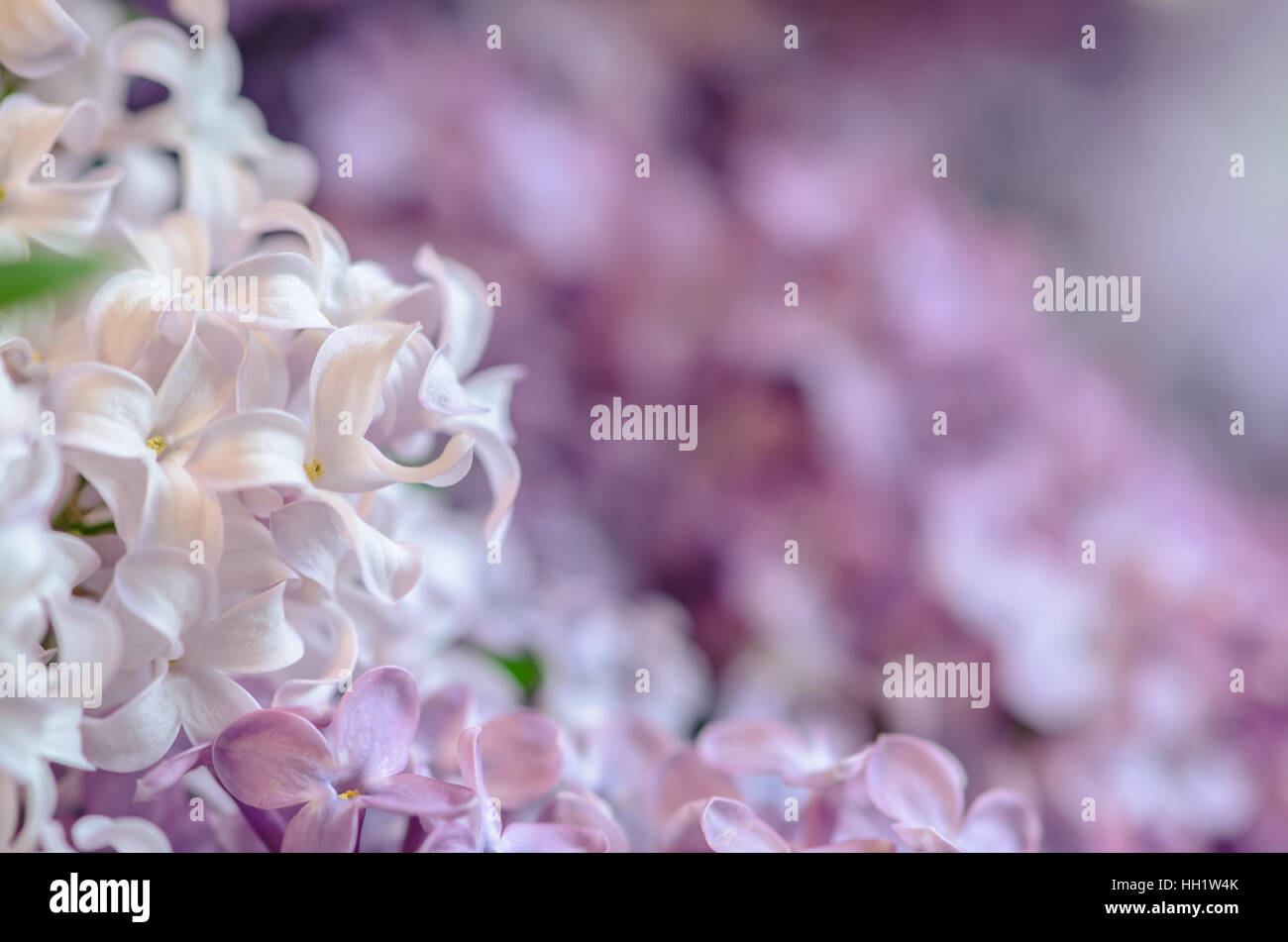 Fioritura di fiori lilla e foglie verdi dettaglio toni pastello Foto Stock