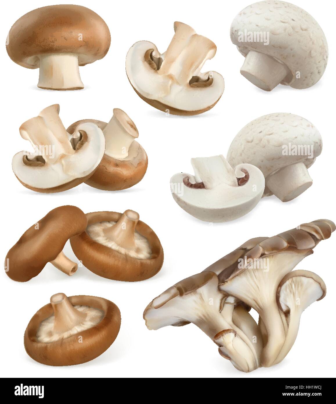 I funghi commestibili. I funghi shiitake, ostrica, cremini, pulsante bianco. Vettore 3d set di icone Illustrazione Vettoriale