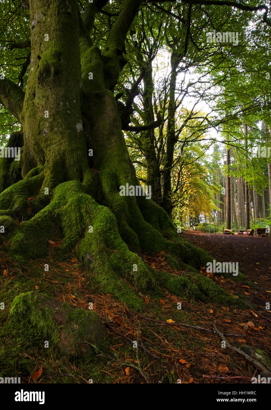 Nodose radici di albero Foto Stock