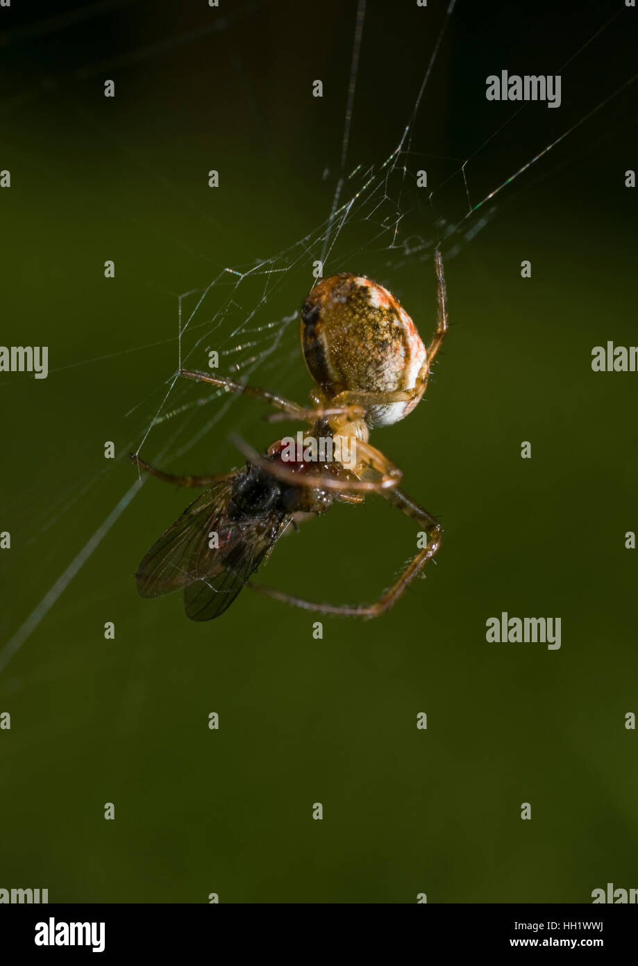 Ragno nel web. Foto Stock