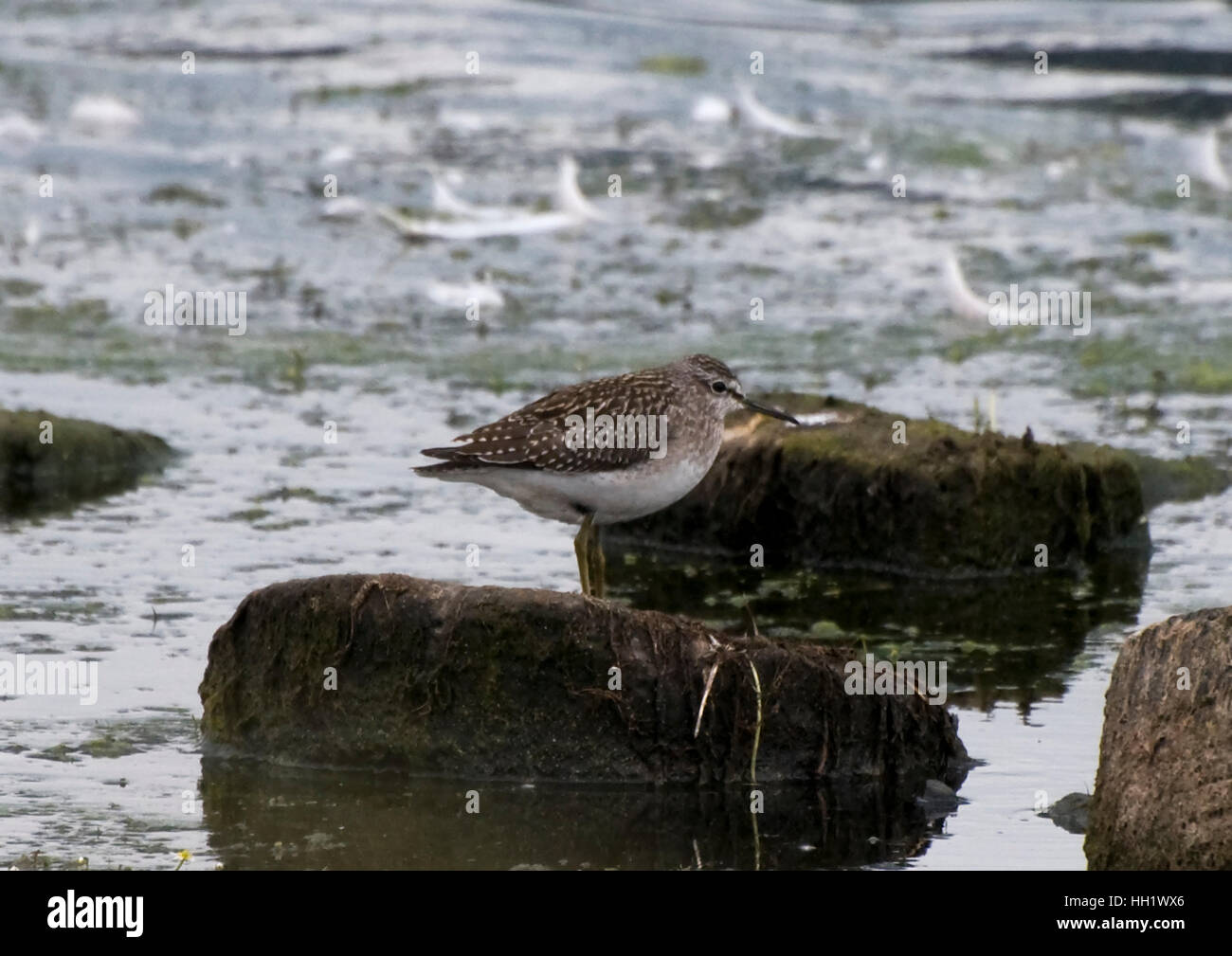 Wood Sandpiper su una roccia. Foto Stock