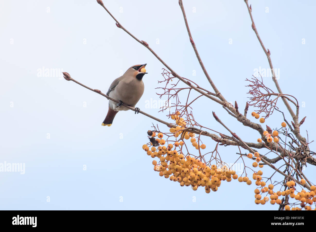 Alimentazione Waxwings su una montagna di Rohan Frassino. L'inverno. Foto Stock