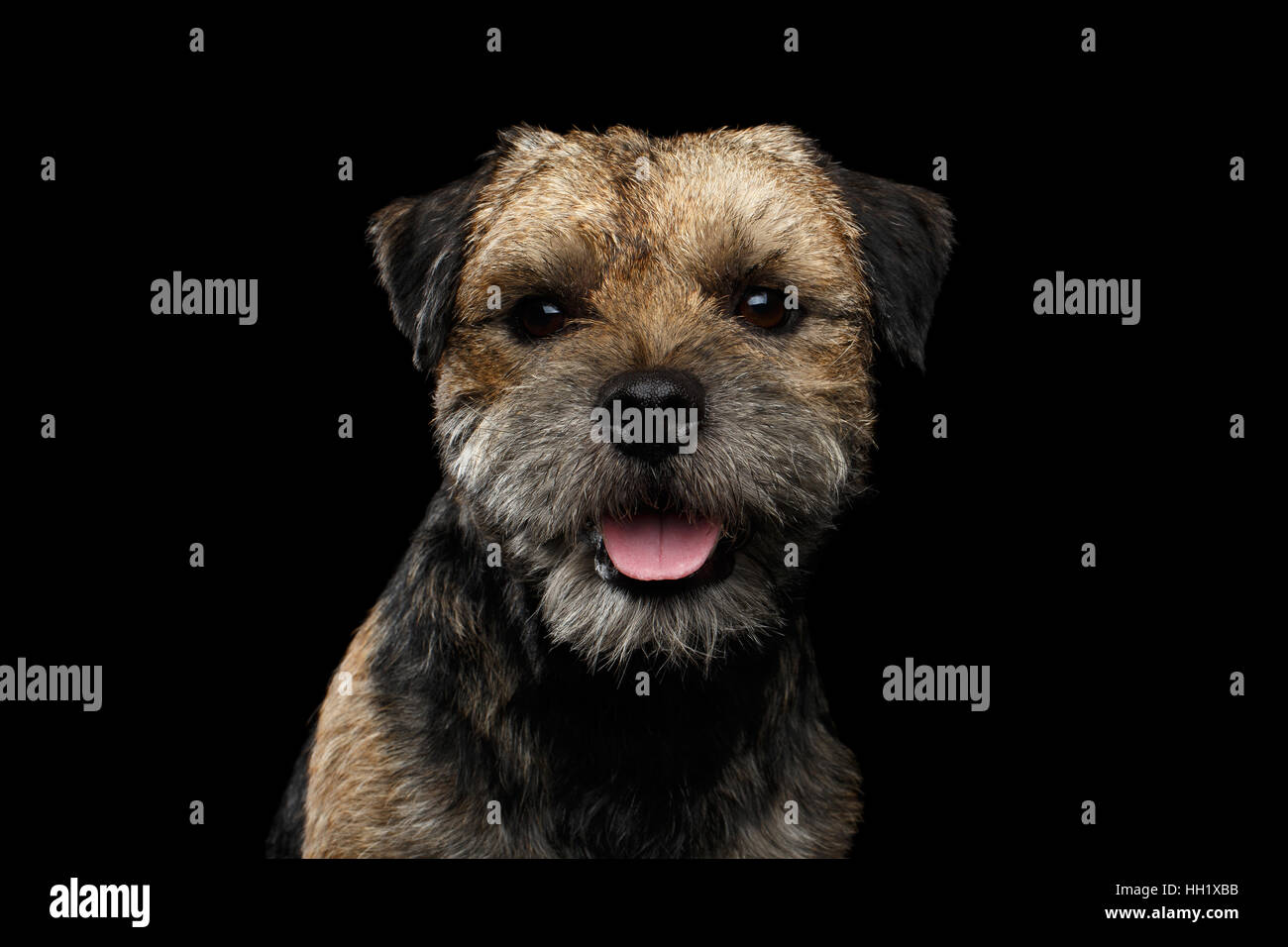 Close-up ritratto di border terrier cane Foto Stock