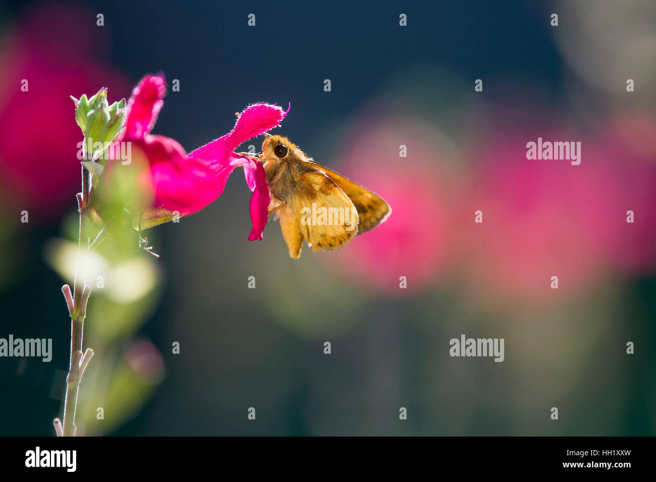 Un piccolo marrone e giallo di alimentazione a farfalla su un luminoso fiore rosa con brillante sole illumina il insetto. Foto Stock