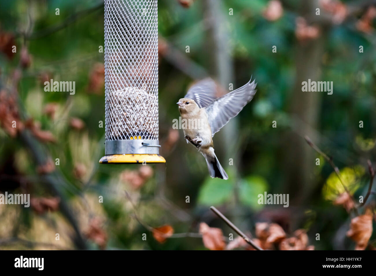 Comune, fringuello Fringilla coelebs, in volo ad ali distese di atterraggio su un uccello alimentatore con semi di girasole nel sud-est dell'Inghilterra in inverno Foto Stock
