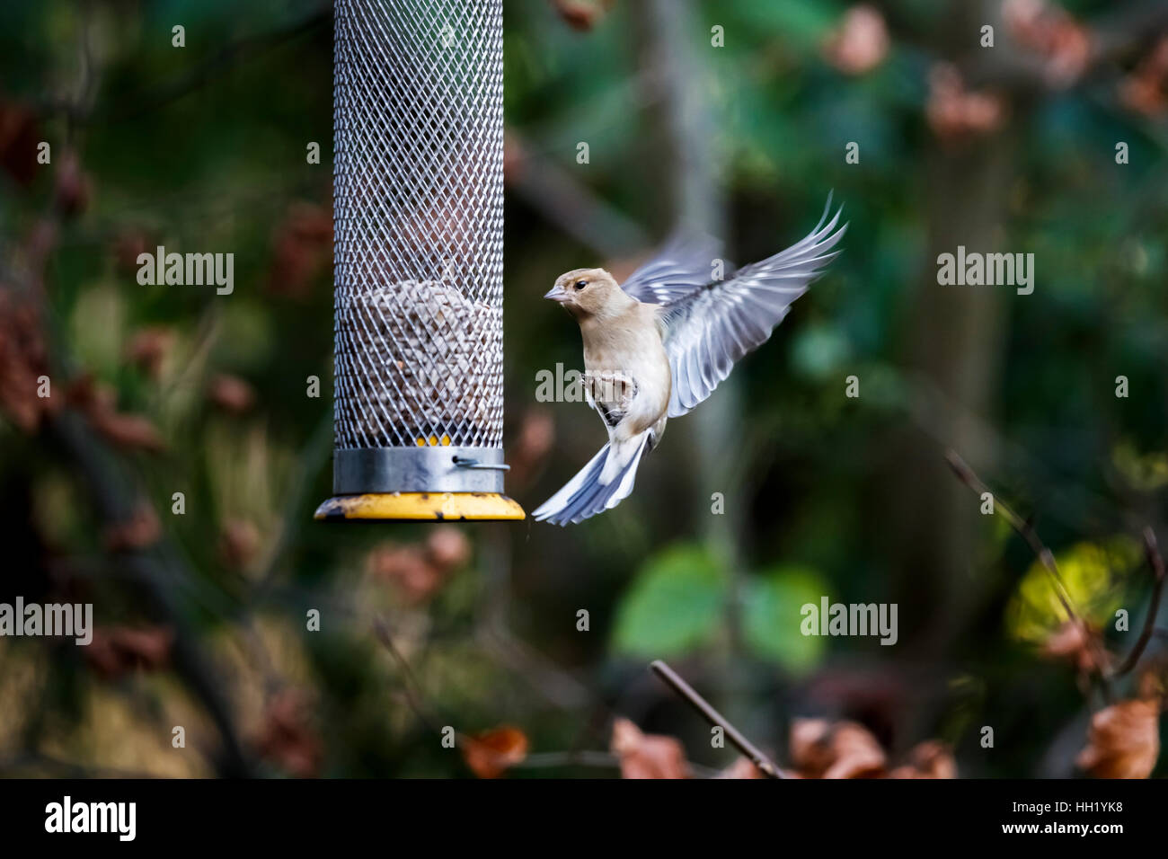 Comune, fringuello Fringilla coelebs, in volo ad ali distese di atterraggio su un uccello alimentatore con semi di girasole nel sud-est dell'Inghilterra in inverno Foto Stock