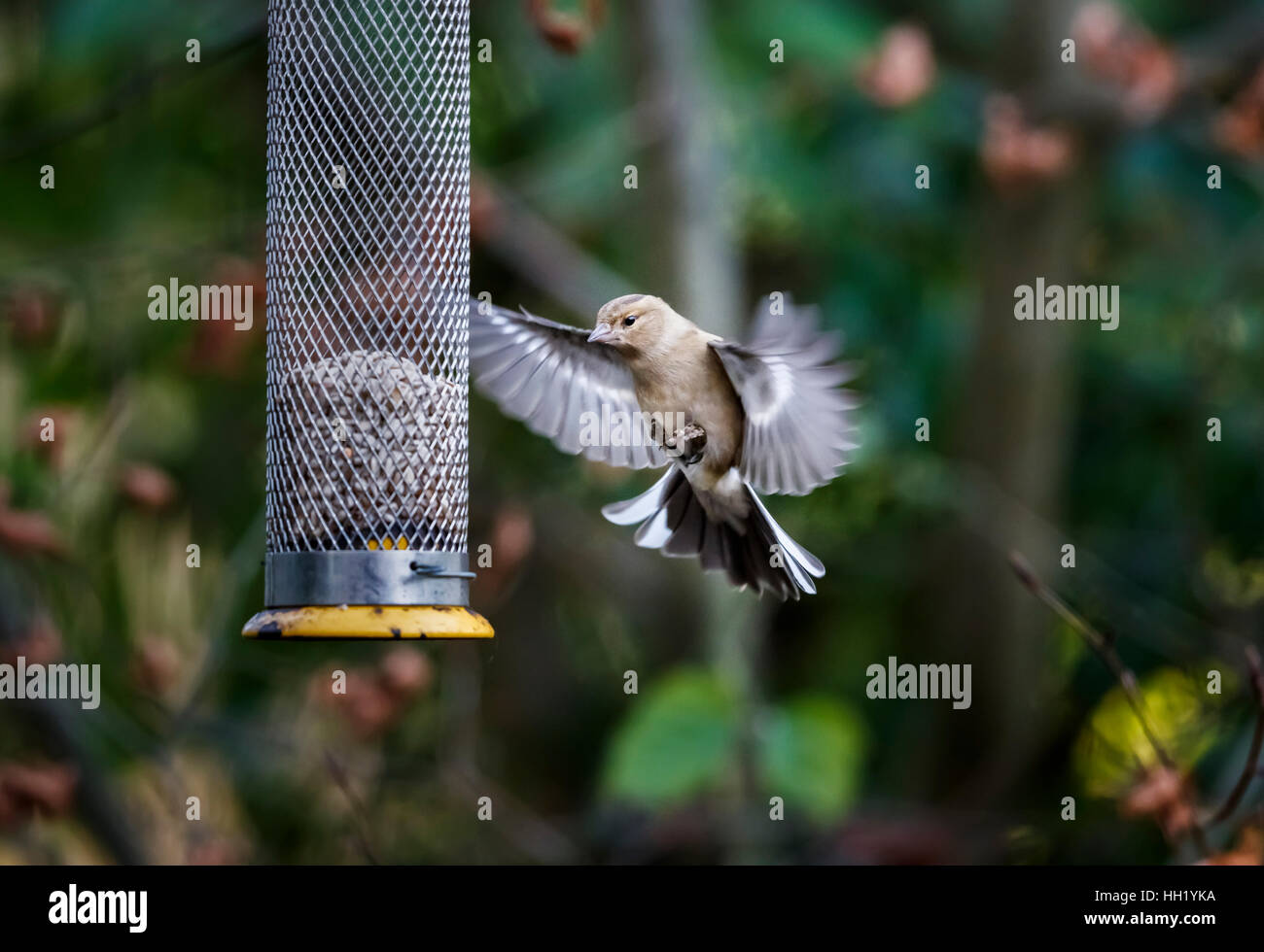 Comune, fringuello Fringilla coelebs, in volo ad ali distese di atterraggio su un uccello alimentatore con semi di girasole nel sud-est dell'Inghilterra in inverno Foto Stock