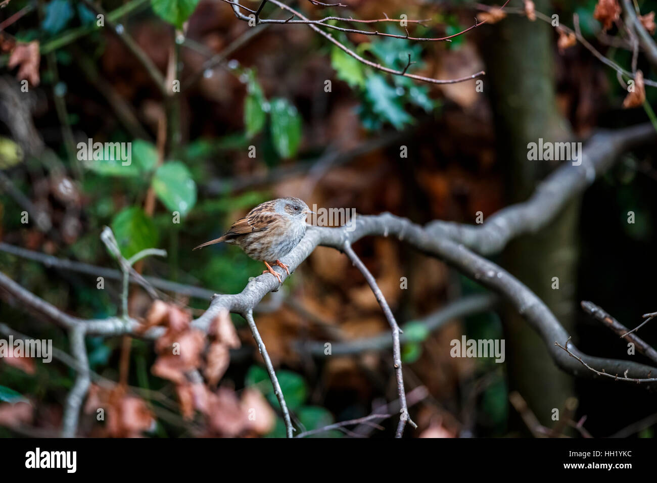 Dunnock o hedge sparrow, Prunella modularis, gonfi contro il freddo, appollaiate su un ramo in un giardino è Surrey, sud-est dell'Inghilterra in inverno Foto Stock