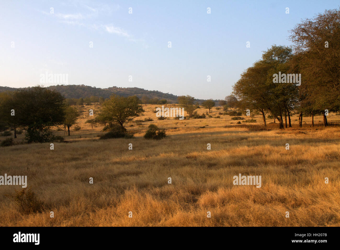 Deserto in Ranthambhore Riserva della Tigre, Rajasthan in India Foto Stock