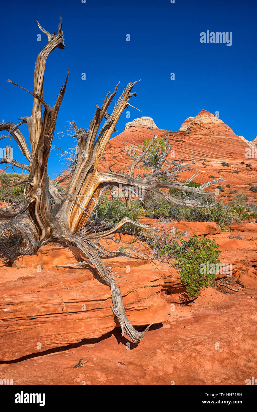 Coyote Butte wilderness area in Utah STATI UNITI D'AMERICA Foto Stock