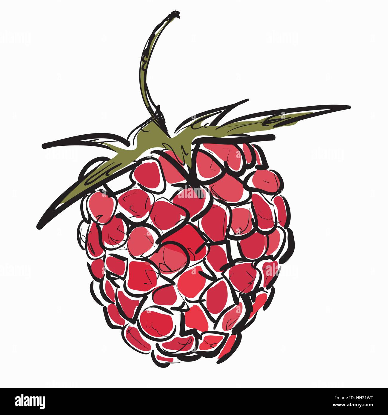Lampone. Illustrazione Vettoriale. Illustrazione Vettoriale