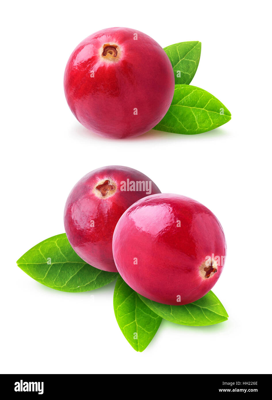 Isolato di mirtilli rossi. Due immagini del mirtillo palustre i frutti con foglie isolato su sfondo bianco con tracciato di ritaglio Foto Stock
