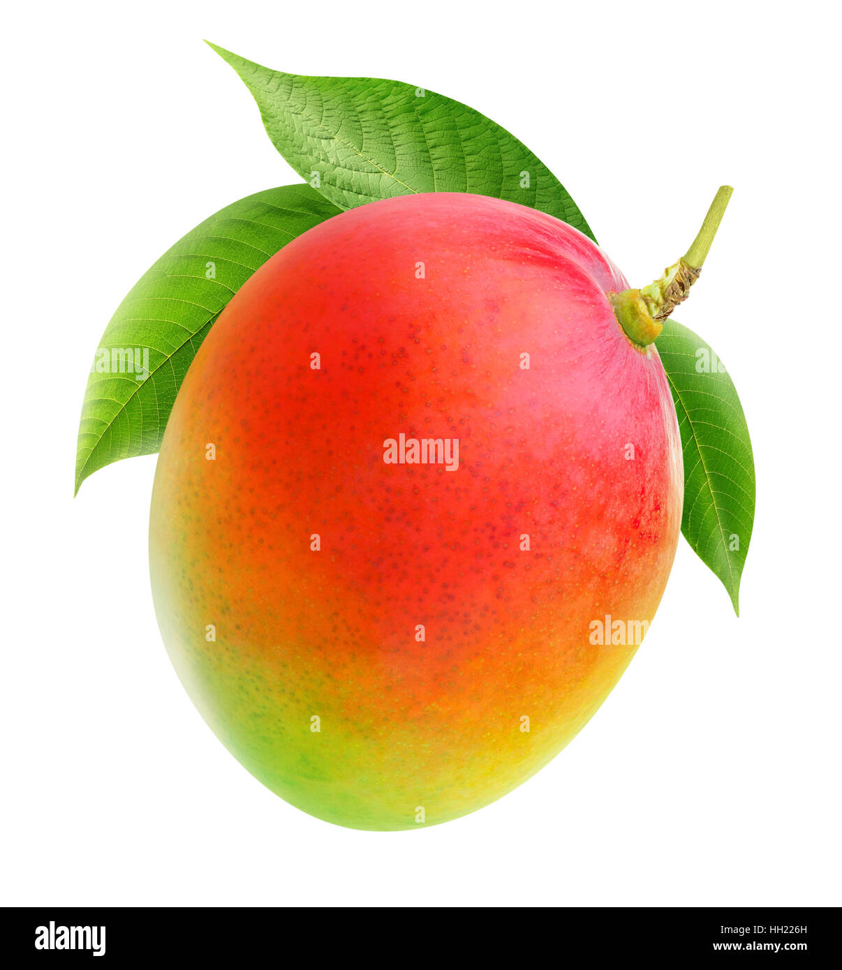 Isolate il mango. Tutta la frutta di mango su un ramo isolato su sfondo bianco con tracciato di ritaglio Foto Stock