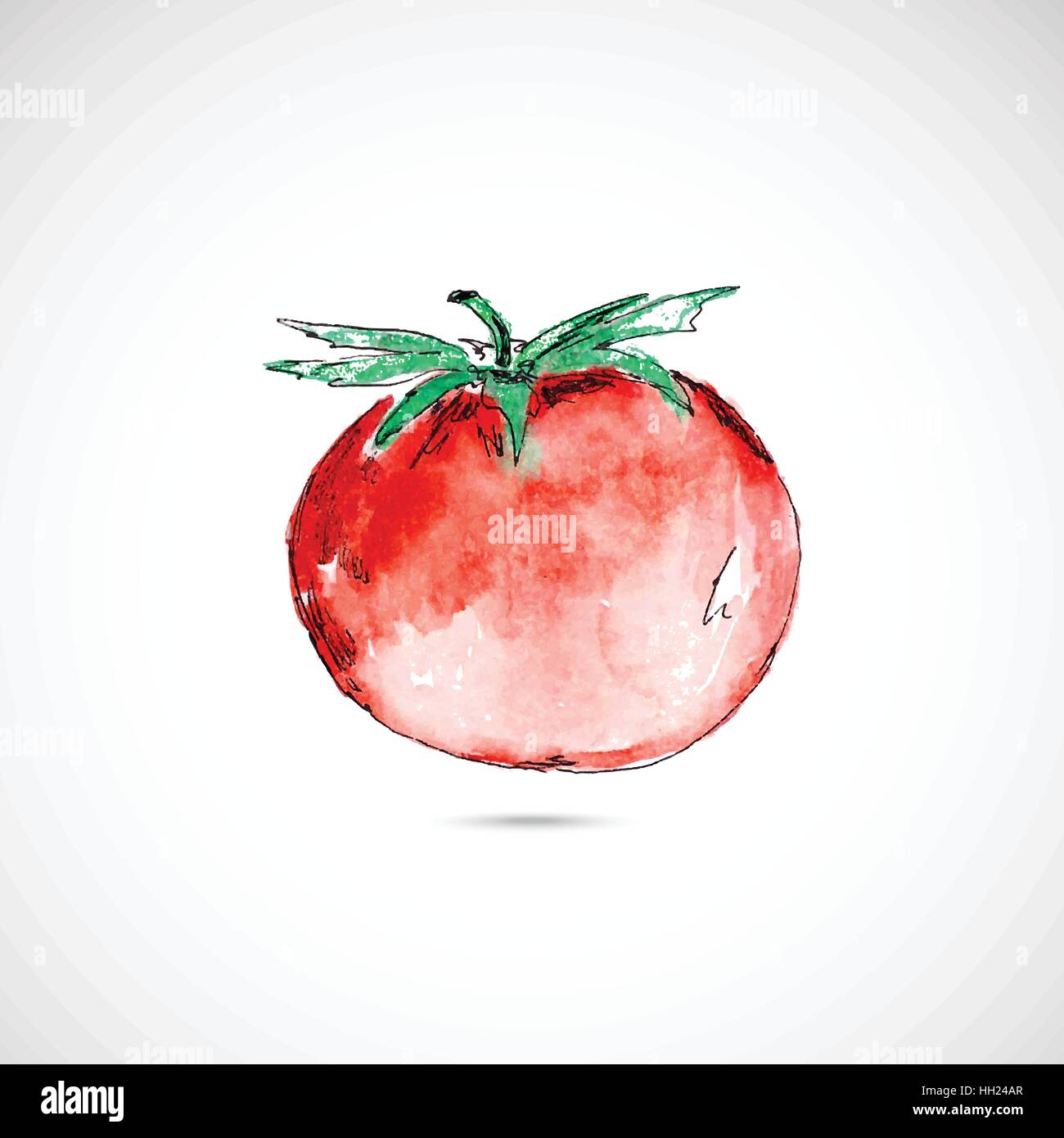 Pianta Di Pomodoro Disegno Immagini Vettoriali Stock Alamy Pianta Di Pomodoro Disegno Immagini Vettoriali Stock Alamy