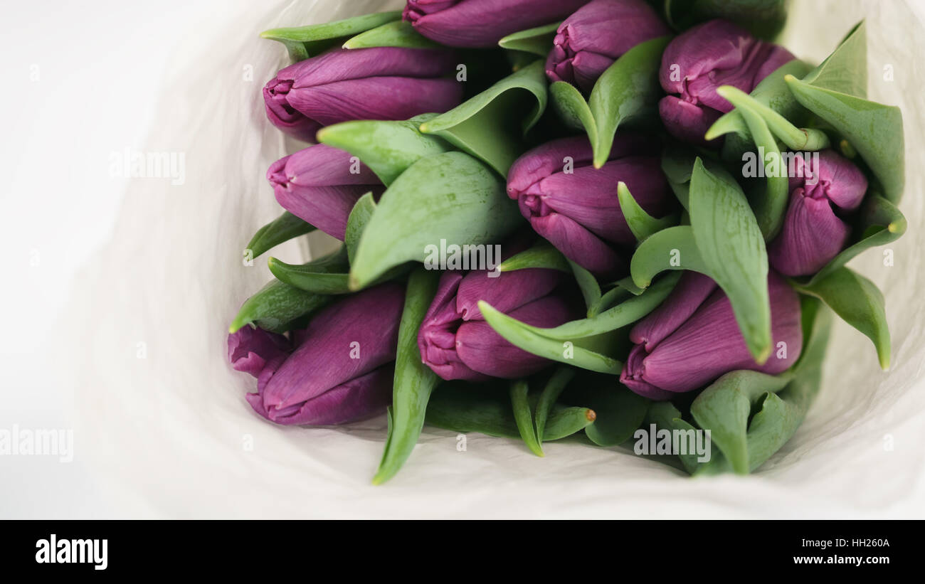 Viola tulipani nel libro bianco foto macro Foto Stock